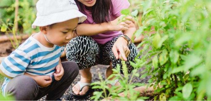 栽培野菜を観察する子供の写真
